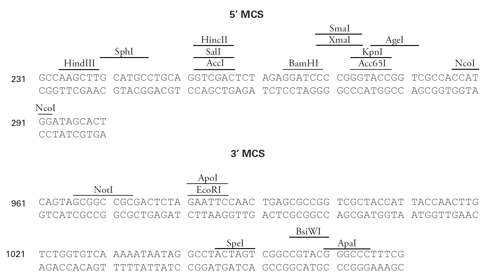 pDsRed-Express2 载体多克隆位点 点击看大图 pDsRed-Express2 多克隆位点